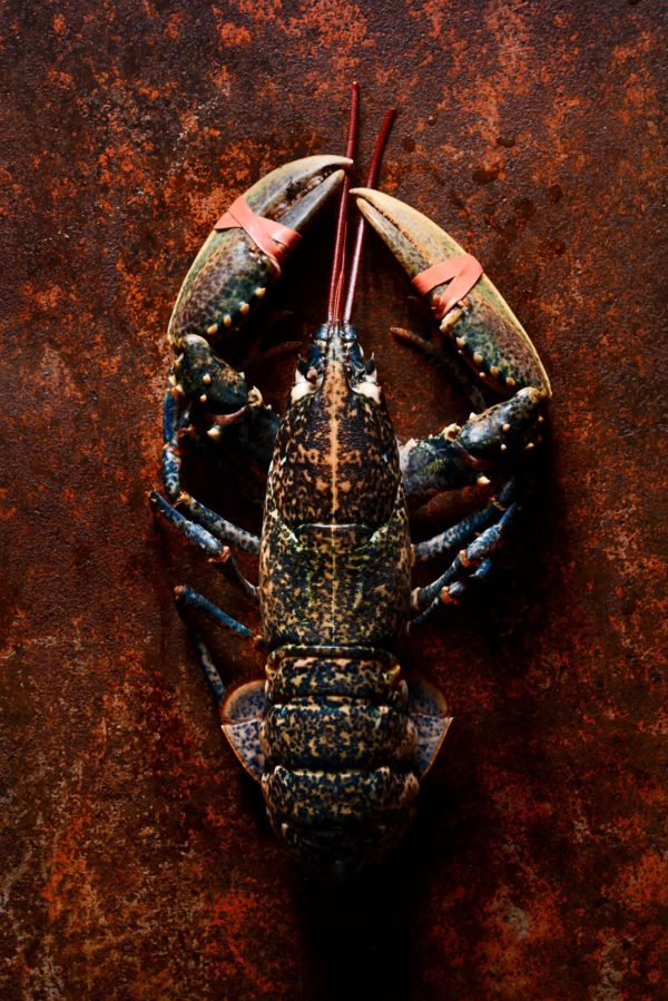 Homard bleu Breton